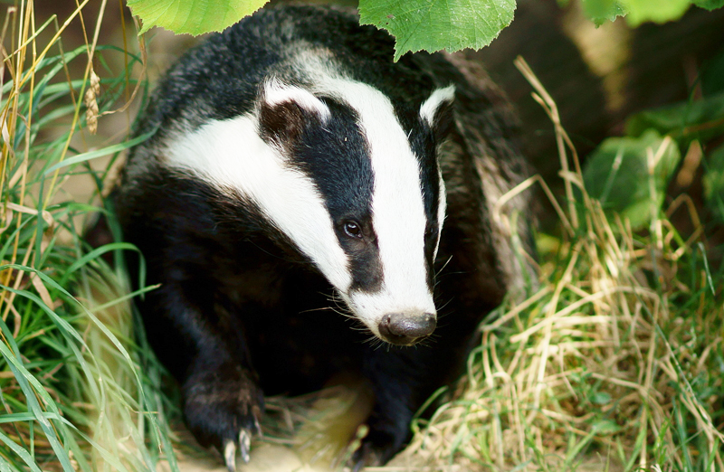 badger