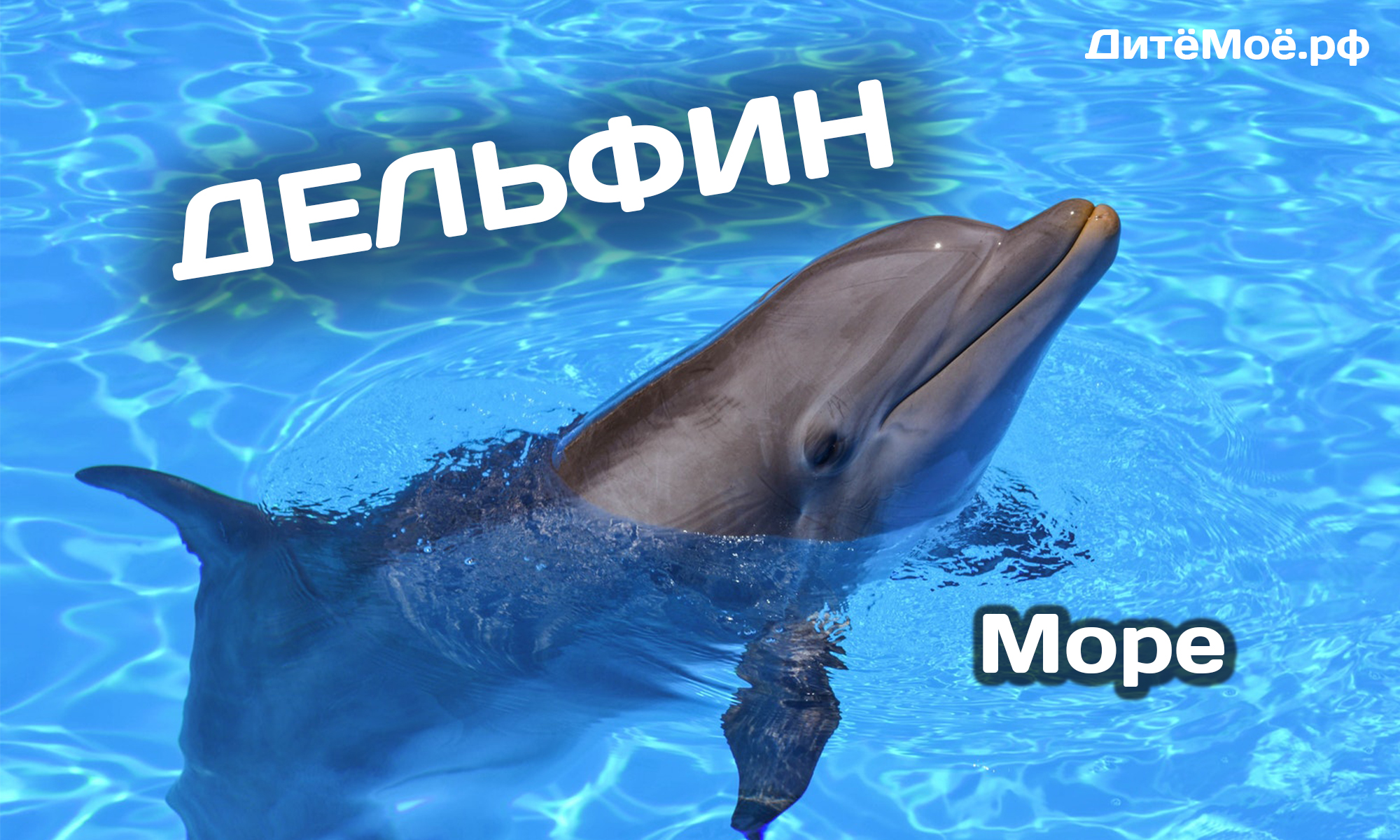 дельфин