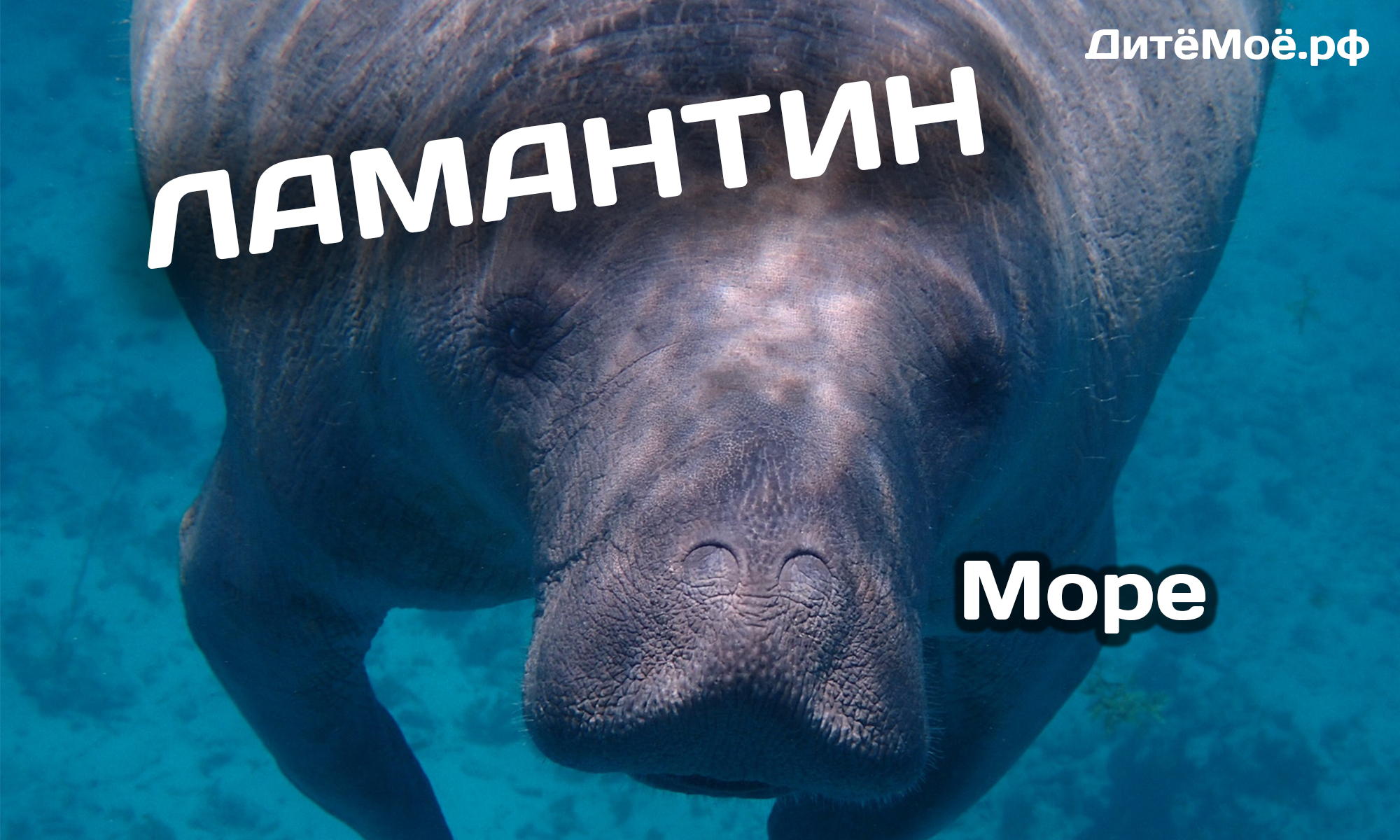 ламантин