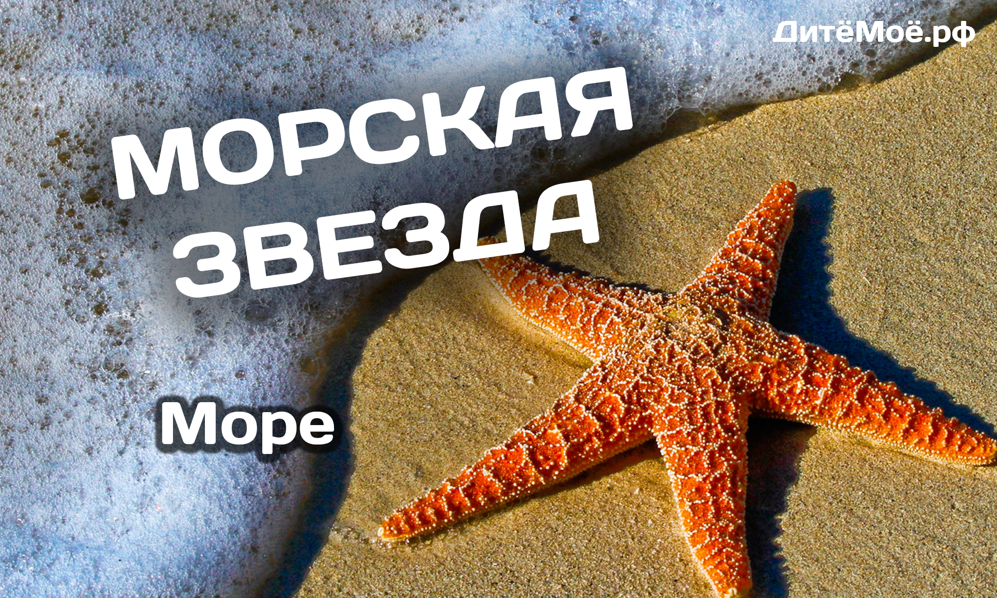 морская звезда